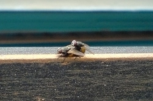 fly1.jpg